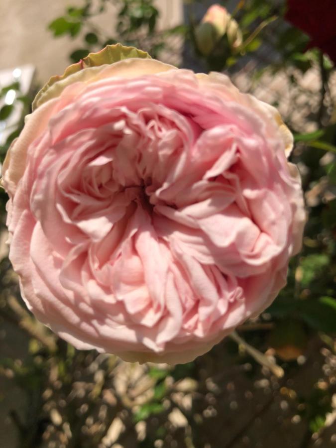 Le Chai De La Rose Spa Et Seances Bien Etre ดูเอ-ลา-ฟงแตน ภายนอก รูปภาพ