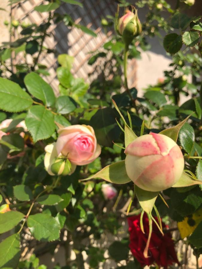 Le Chai De La Rose Spa Et Seances Bien Etre ดูเอ-ลา-ฟงแตน ภายนอก รูปภาพ